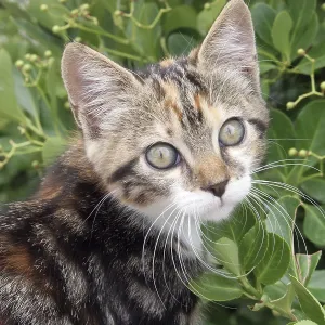Young cute kind domestic cat portrait Young cute kind domestic cat portrait
