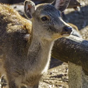 A young deer leaning against a wooden railing in sunlight