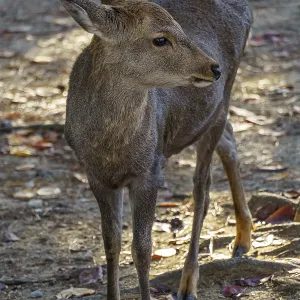 Young deer standing on a forest floor surrounded by fallen leaves