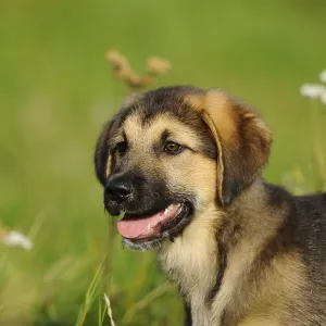 The young dog sits happily in a meadow with flowers