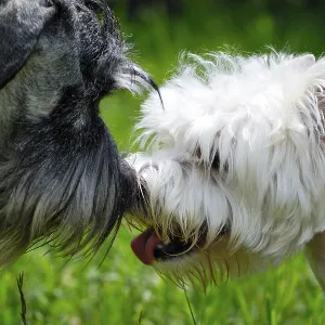 Two young dogs friendly meeting