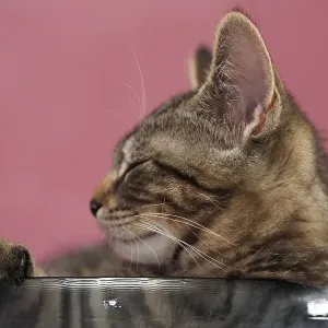 Young domestic cat (Felis catus) Young domestic cat (Felis catus)
