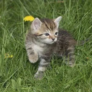 Young domestic cat in the grass