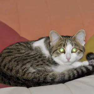 Young domestic cat, open large pupils