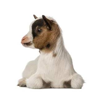 Young domestic goat