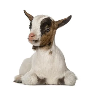 Young domestic goat