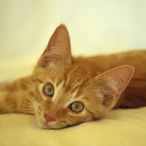 Young domestic kitten, 3 mon