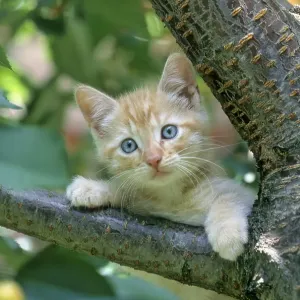 Young domestic kitten, 7 weeks