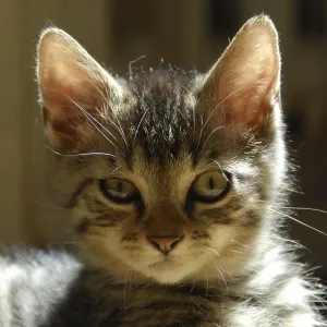 Young domestic kitten, mackerel