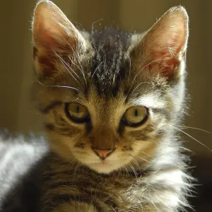 Young domestic kitten, mackerel