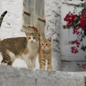 Domestic Kitten with Mother Print, Cyclades Greece