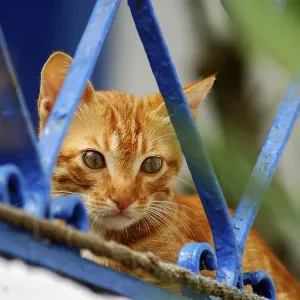 Young domestic kitten, Red Tabby