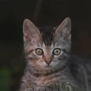 Young domestic kitten, tabby, is lying on a stone in the garden