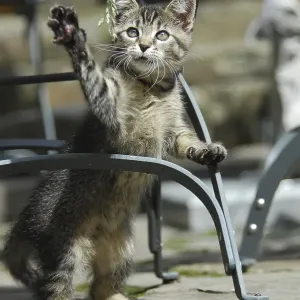Young domestic kitten, tabby, standing erect at a garden chair and playing with a blade of grass