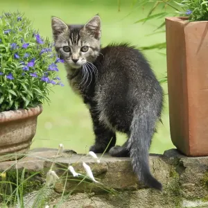 Young domestic kitten, tabby, on a wall between flowerpots