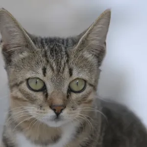 Young domestic kitten, Tabby with white