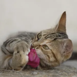 Young domestic kitten, tortie tabby with white