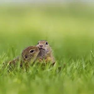 Two young European Ground Squirrels (Spermophilus citellus) making contact Two young European Ground Squirrels (Spermophilus citellus) making contact