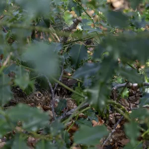 The young European hare (Lepus europaeus) cannot be seen with the naked eye