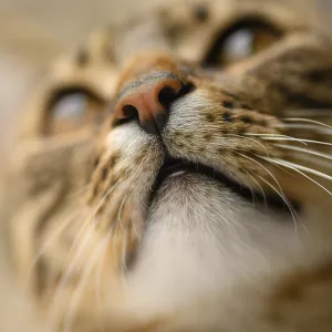 Young european shorthair breed cat's head Young european shorthair breed cat's head