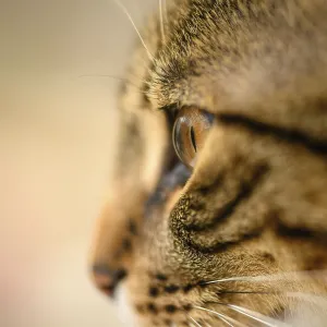 Young european shorthair breed cat's head Young european shorthair breed cat's head