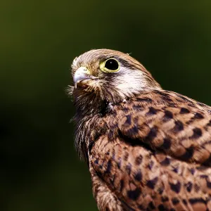 Young Common Kestrel Print, Amberg, Germany Young Common Kestrel Print, Amberg, Germany