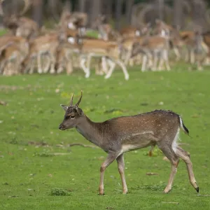 Young fallow deer off the deer rudel