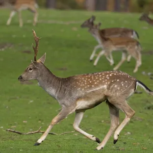 Young fallow deer running, North Rhine-Westphalia