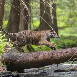One young female Siberian Tiger