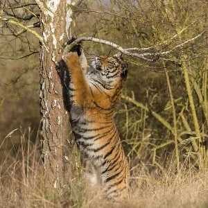 One young female Siberian Tiger