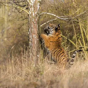 One young female Siberian Tiger