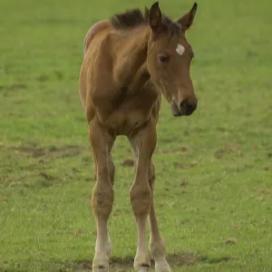 A young foal is standing in a green field looking curiously