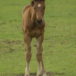 A young foal stands upright on a green pasture and looks ahead