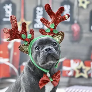 Young French Bulldog dog dressed up with reindeer costume antlers headband Young French Bulldog dog dressed up with reindeer costume antlers headband