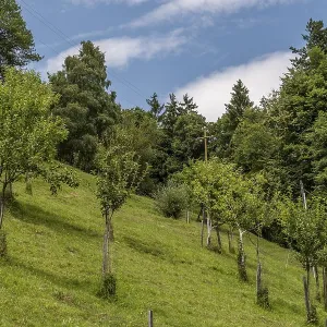 Young fruit trees on a steep meadow at the edge of the forest in summer