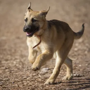 A young German shepherd puppy is looking forward to his life A young German shepherd puppy is looking forward to his life