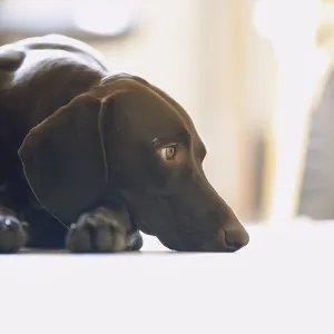 Young German short-haired pointer boring at home Young German short-haired pointer boring at home