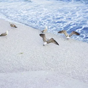 A young girl is feeding a flock of seagulls A young girl is feeding a flock of seagulls
