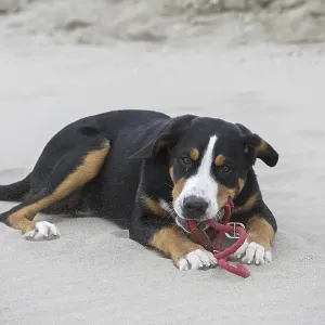 Young Greater Swiss Mountain Dog Young Greater Swiss Mountain Dog