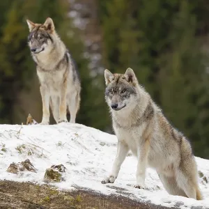 Two young grey wolves (Canis lupus lupus) stand on a snow-covered hill behind a fallen tree on a cold Two young grey wolves (Canis lupus lupus) stand on a snow-covered hill behind a fallen tree on a cold