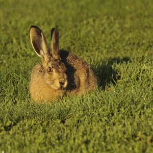 Young hare who comes for nabbling grass every morning to a campground in Mellerud Young hare who comes for nabbling grass every morning to a campground in Mellerud