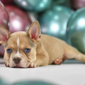 Young healthy French Bulldog dog puppy lying down in front of colorful balloons Young healthy French Bulldog dog puppy lying down in front of colorful balloons