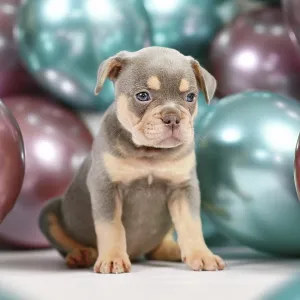 Young healthy lilac orange tan French Bulldog dog puppy with colorful balloons in background Young healthy lilac orange tan French Bulldog dog puppy with colorful balloons in background