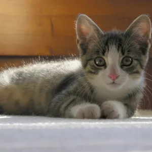 Young house kitten