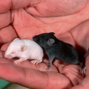 Young House Mice (Mus musculus) in hand