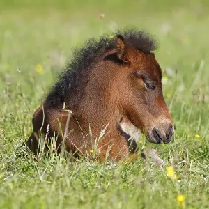 Young Icelandic horse (Equus islandicus)