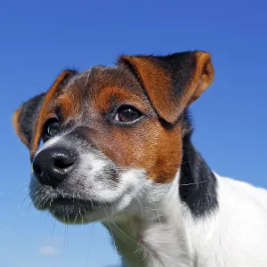Young Jack Russell Terrier puppy Young Jack Russell Terrier puppy
