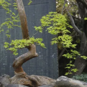 Young Japanese maple tree in spring time at the Temple's yard