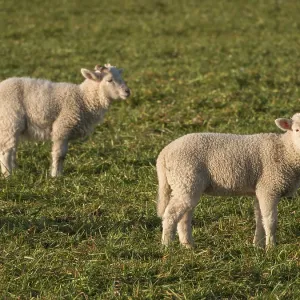 Two young lambs stand side by side on a green field Two young lambs stand side by side on a green field