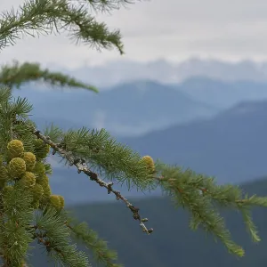 Young larch cones, larch (Larix)